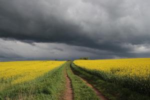 Рекордни реколти от пшеница и рапица в Австралия