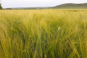 USDA очакват съществено по-слаба зърнена реколта в Алжир