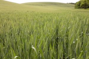 USDA повишават експорта на пшеница от Турция