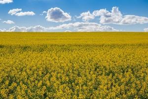Strategie Grains очакват добра реколта от маслодайни в ЕС през 2022