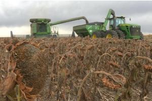 USDA очакват рекордна реколта на слънчоглед в Турция