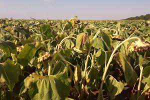 Турция е канселирала последния търг за слънчогледово масло
