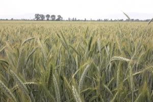 Coceral повишават с 0.9Ммт реколтата от пшеница в България през 2023