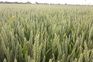 USDA виждат повече площи и запаси от пшеница в САЩ