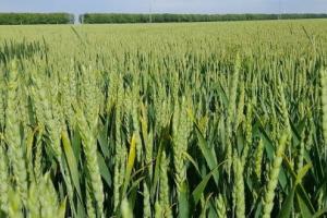 USDA очакват спад на запасите от пшеница в Света през 2023/24