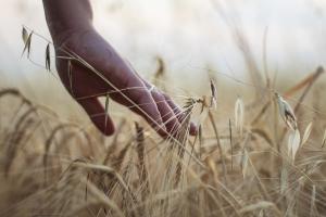 Подскачащото кенгуру на зърнените пазари изглежда губи сили