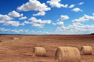 Юлският USDA доклад разочарова биковете на зърнените пазари