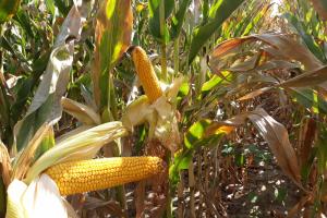 Южна договаря внос на фуражна царевица и търси още за януари